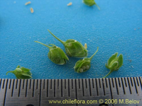 未確認の植物種 sp. #2329の写真