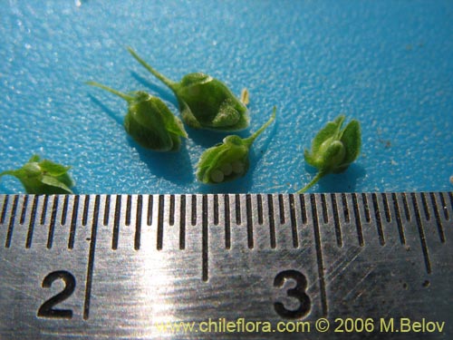 未確認の植物種 sp. #2329の写真