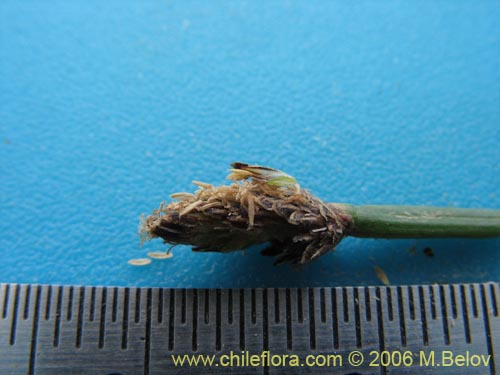 Imágen de Eleocharis sp. #3089 (). Haga un clic para aumentar parte de imágen.