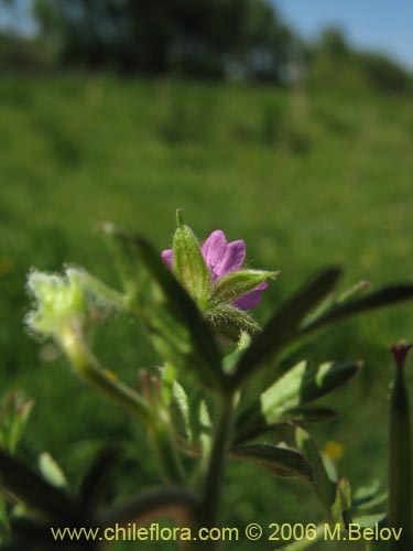 Bild von Geranium sp. #1483 (). Klicken Sie, um den Ausschnitt zu vergrössern.