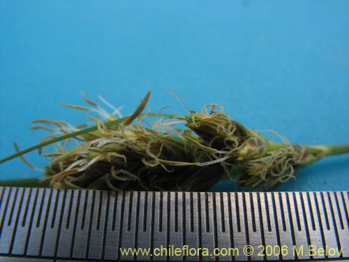 Image of Uncinia sp. #1527 (). Click to enlarge parts of image.