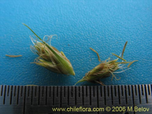 Image of Uncinia sp. #1527 (). Click to enlarge parts of image.