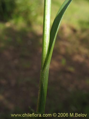 Image of Uncinia sp. #1527 (). Click to enlarge parts of image.