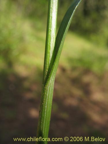 Image of Uncinia sp. #1527 (). Click to enlarge parts of image.