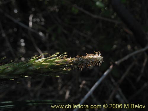 Image of Uncinia tenuis (). Click to enlarge parts of image.