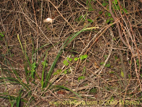 Image of Uncinia tenuis (). Click to enlarge parts of image.