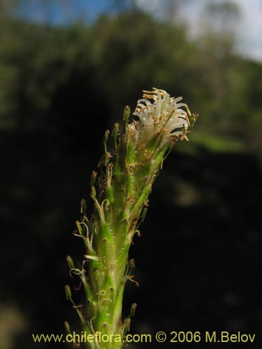 Bild von Uncinia tenuis (). Klicken Sie, um den Ausschnitt zu vergrössern.