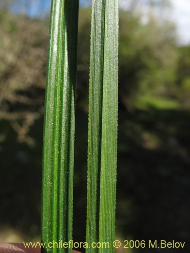 Image of Uncinia tenuis (). Click to enlarge parts of image.