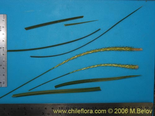 Bild von Uncinia tenuis (). Klicken Sie, um den Ausschnitt zu vergrössern.