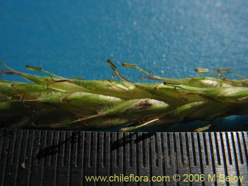 Bild von Uncinia tenuis (). Klicken Sie, um den Ausschnitt zu vergrössern.