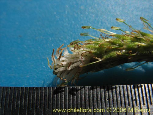 Bild von Uncinia tenuis (). Klicken Sie, um den Ausschnitt zu vergrössern.