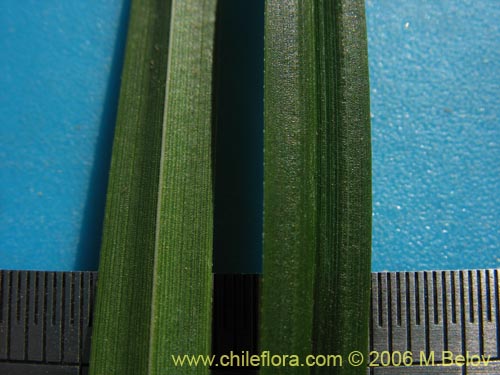 Image of Uncinia tenuis (). Click to enlarge parts of image.