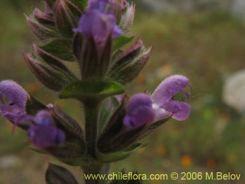 Lamiaceae sp. #1896的照片