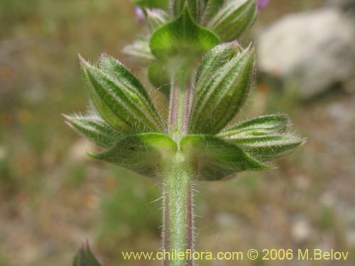Bild von Lamiaceae sp. #1896 (). Klicken Sie, um den Ausschnitt zu vergrössern.