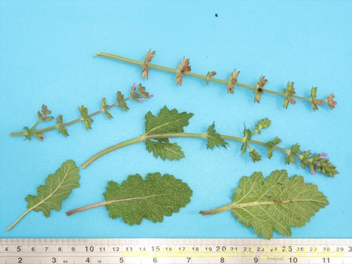 Bild von Lamiaceae sp. #1896 (). Klicken Sie, um den Ausschnitt zu vergrössern.