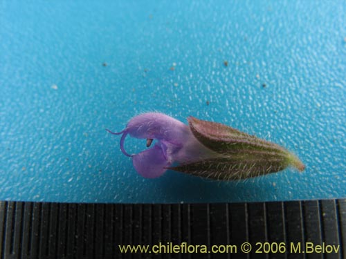 Bild von Lamiaceae sp. #1896 (). Klicken Sie, um den Ausschnitt zu vergrössern.