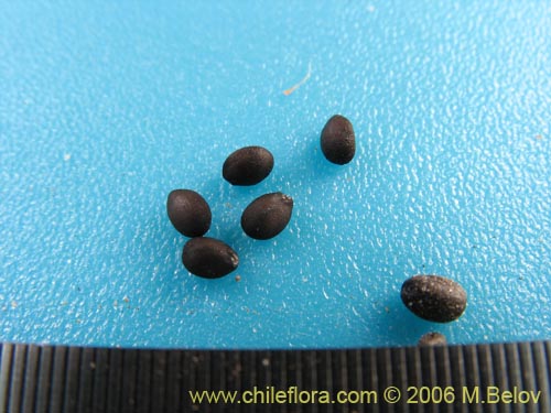 Bild von Lamiaceae sp. #1896 (). Klicken Sie, um den Ausschnitt zu vergrössern.