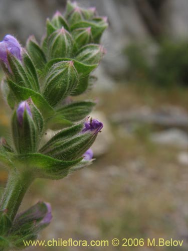 Bild von Lamiaceae sp. #1896 (). Klicken Sie, um den Ausschnitt zu vergrössern.