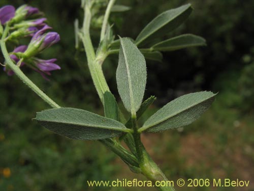 Bild von Medicago sativa (Alfalfa). Klicken Sie, um den Ausschnitt zu vergrössern.