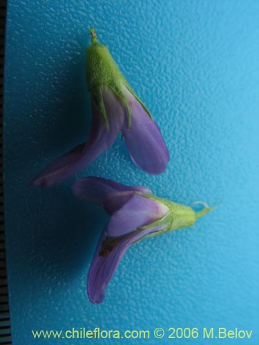 Bild von Medicago sativa (Alfalfa). Klicken Sie, um den Ausschnitt zu vergrössern.