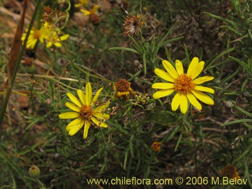 Image of Senecio sp. #1644 (). Click to enlarge parts of image.