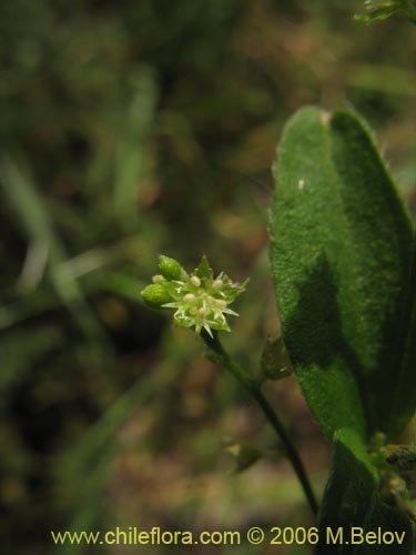 Image of Unidentified Plant sp. #2403 (). Click to enlarge parts of image.