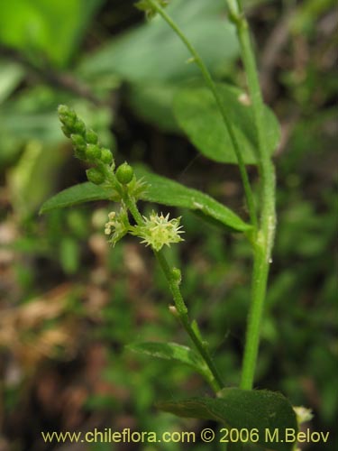 Image of Unidentified Plant sp. #2403 (). Click to enlarge parts of image.