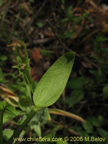 Image of Unidentified Plant sp. #2403 (). Click to enlarge parts of image.