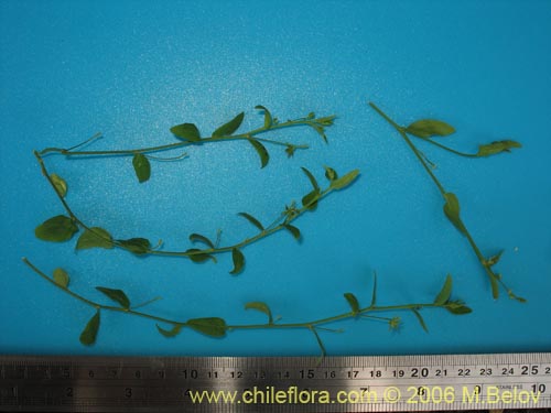 Image of Unidentified Plant sp. #2403 (). Click to enlarge parts of image.