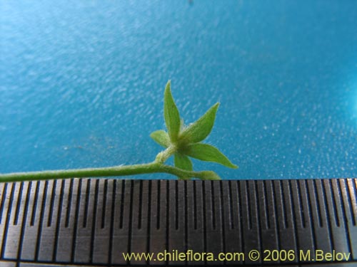 Image of Unidentified Plant sp. #2403 (). Click to enlarge parts of image.