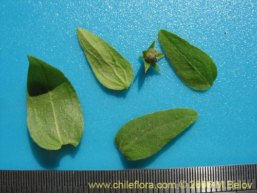 Image of Unidentified Plant sp. #2403 (). Click to enlarge parts of image.