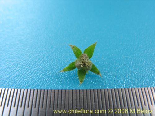 Image of Unidentified Plant sp. #2403 (). Click to enlarge parts of image.