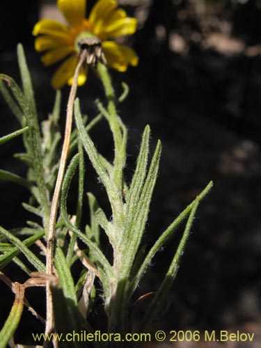 Image of Senecio sp. #1644 (). Click to enlarge parts of image.