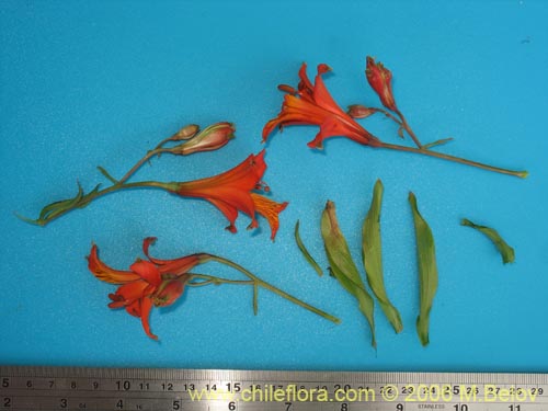 Alstroemeria ligtu ssp. simsii의 사진