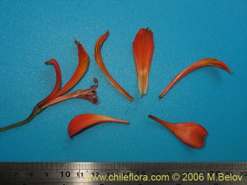 Alstroemeria ligtu ssp. simsii의 사진