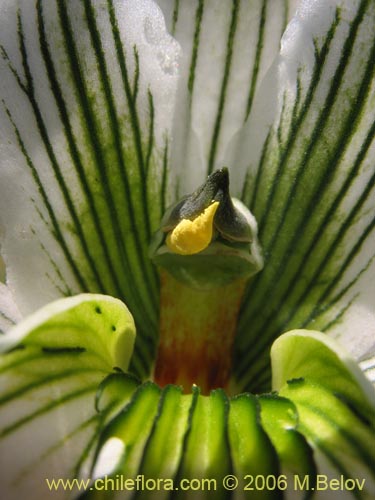 Bild von Chloraea bletioides (). Klicken Sie, um den Ausschnitt zu vergrössern.