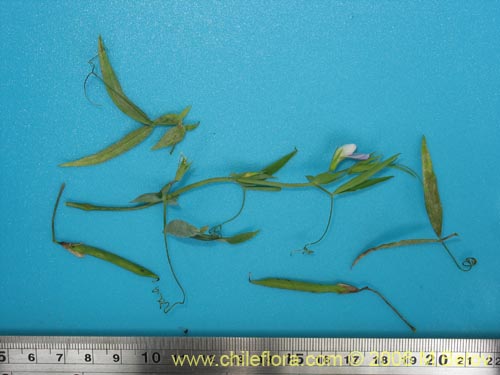 Vicia vicina的照片