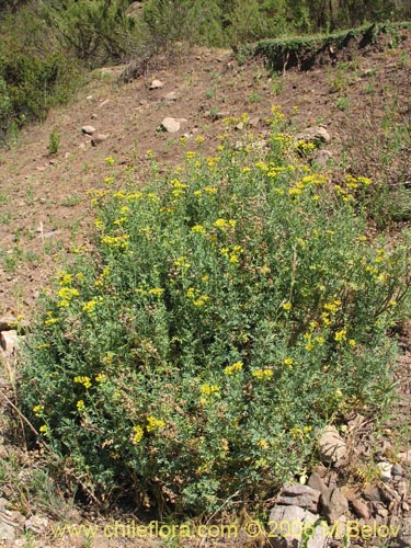 Ruta chalepensis的照片