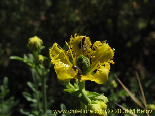 Ruta chalepensis的照片