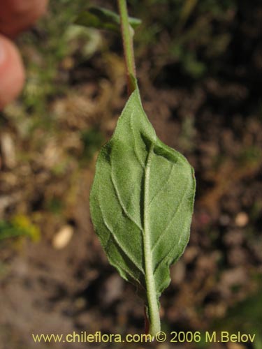 Image of Oenothera rosea (Enotera rosada). Click to enlarge parts of image.