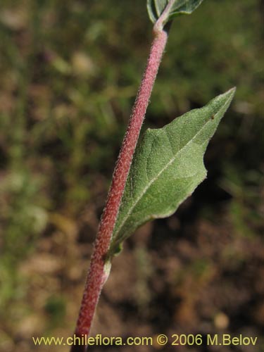 Image of Oenothera rosea (Enotera rosada). Click to enlarge parts of image.