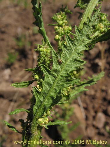 Chenopodium chilense的照片