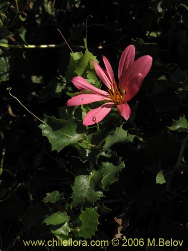 Image of Mutisia sp. similar Cana #0649 (). Click to enlarge parts of image.