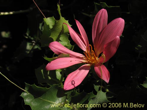 Image of Mutisia sp. similar Cana     #0649 (). Click to enlarge parts of image.