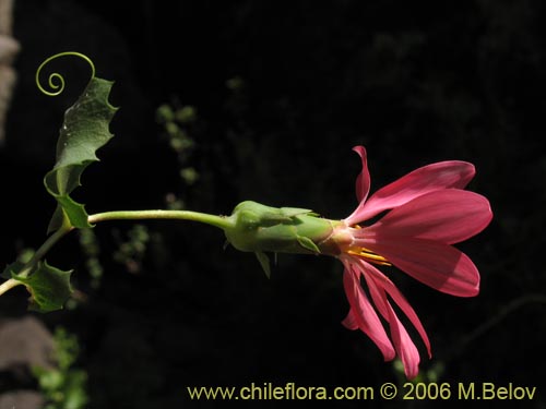 Image of Mutisia sp. similar Cana     #0649 (). Click to enlarge parts of image.