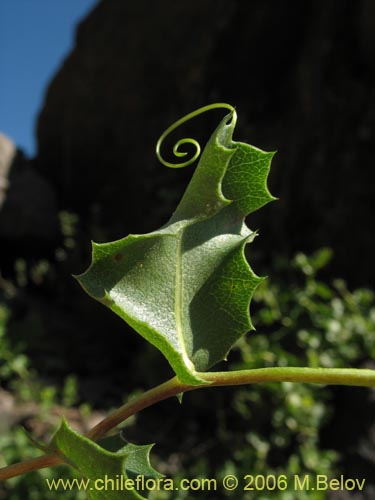 Image of Mutisia sp. similar Cana     #0649 (). Click to enlarge parts of image.