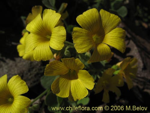 Oxalis sp. #1641의 사진
