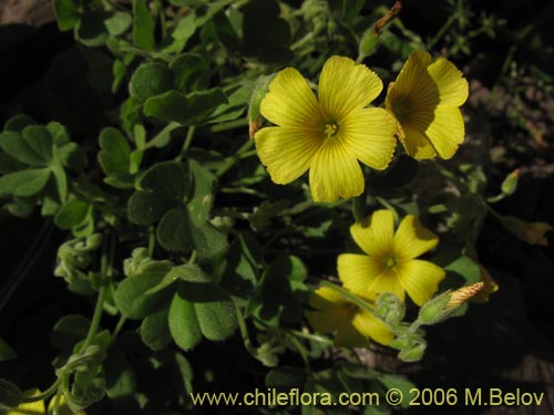 Oxalis sp. #1641의 사진