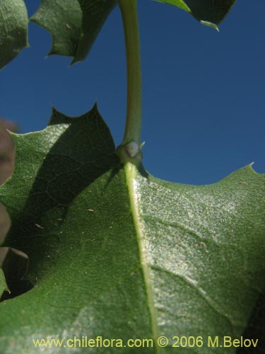 Bild von Mutisia sp. similar Cana     #0649 (). Klicken Sie, um den Ausschnitt zu vergrössern.