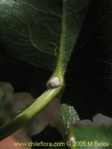 Bild von Mutisia sp. similar Cana     #0649 (). Klicken Sie, um den Ausschnitt zu vergrössern.